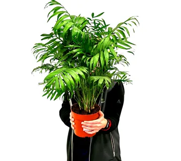 CHAMAEDOREA ELEGANS - cover