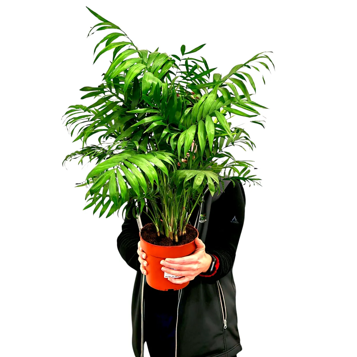 CHAMAEDOREA ELEGANS - cover