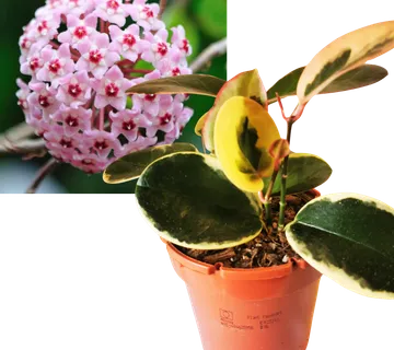 HOYA AUSTRALIS “Blondie” - cover