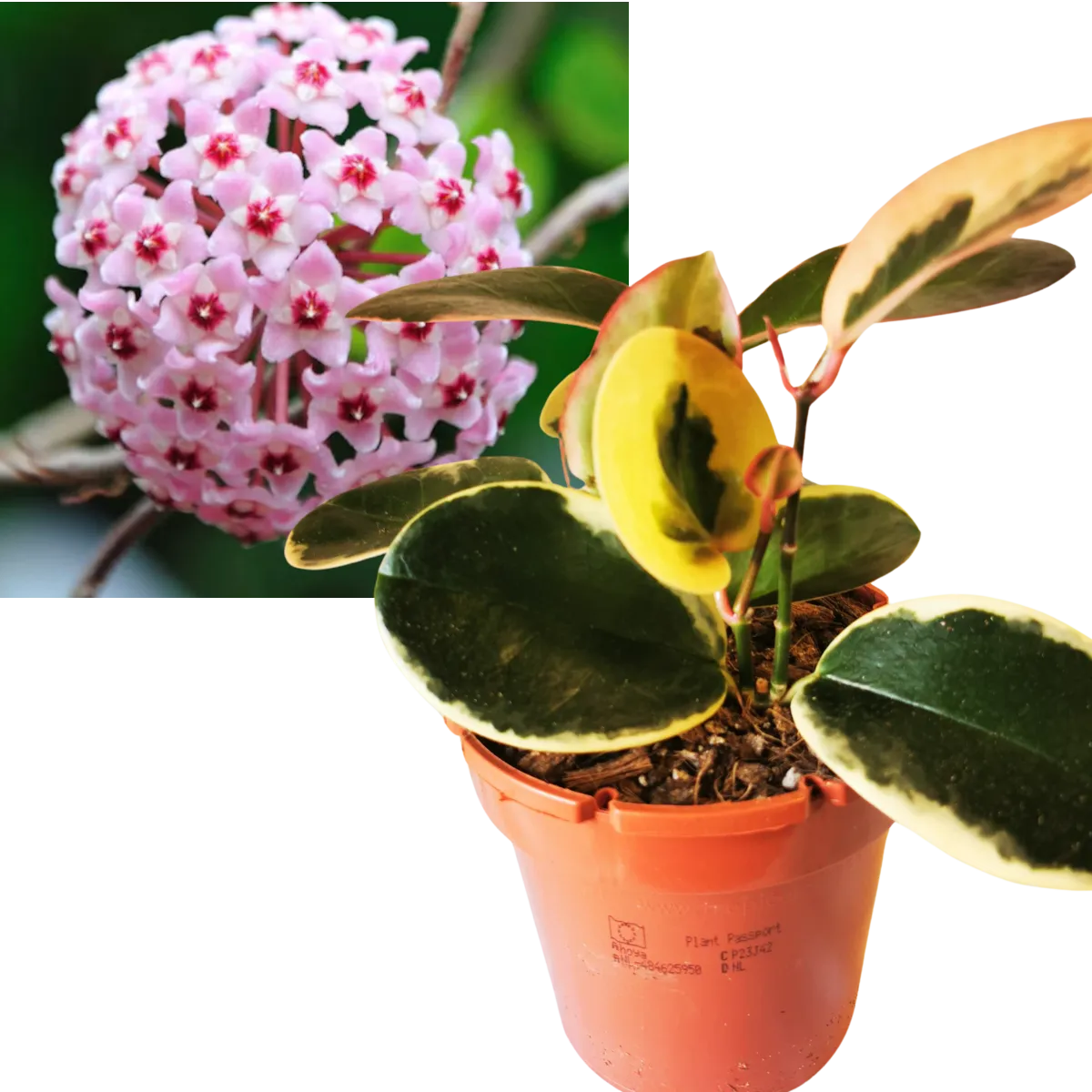 HOYA AUSTRALIS “Blondie” - cover