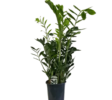 ZAMIOCULCAS ZAMIIFOLIA - cover