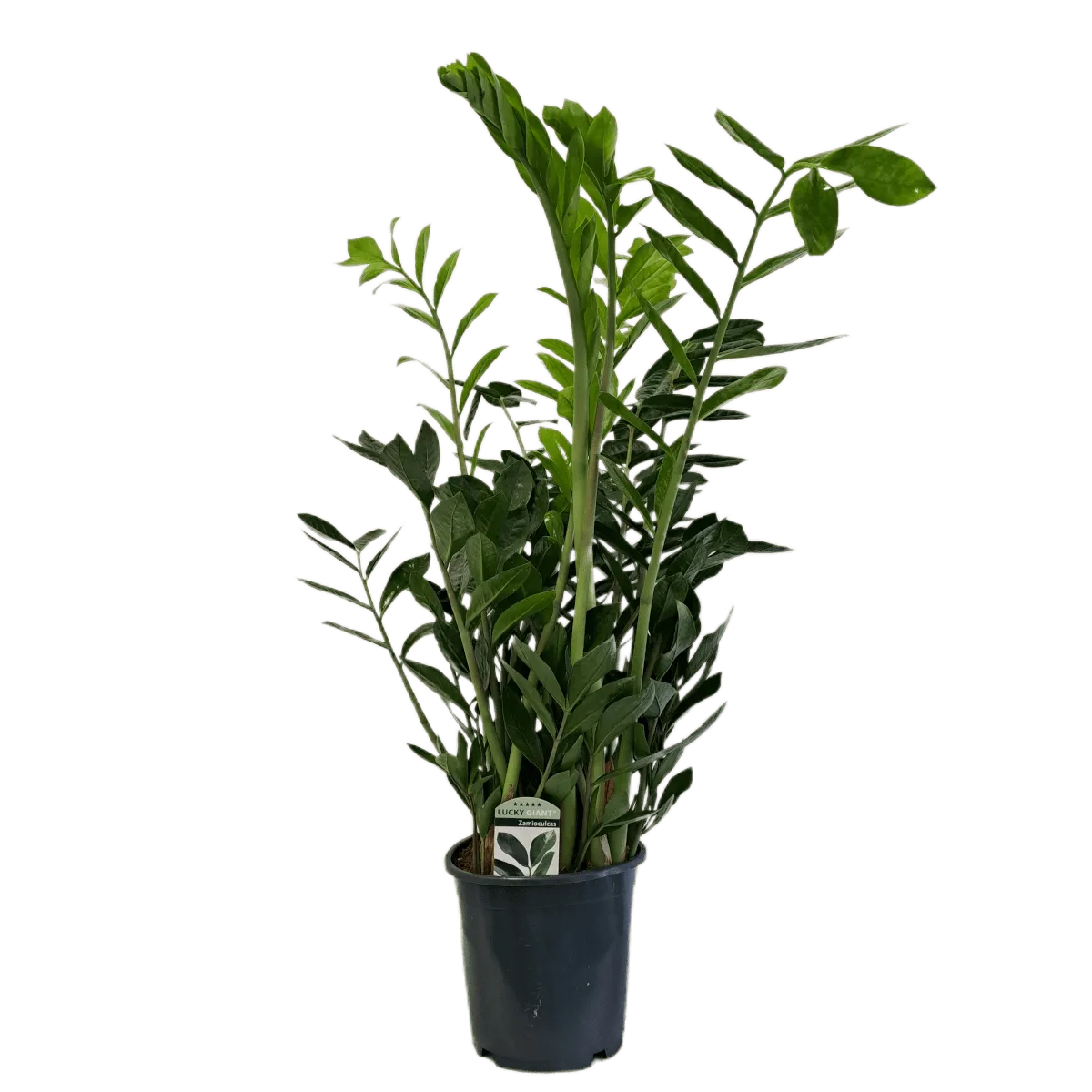 ZAMIOCULCAS ZAMIIFOLIA - cover