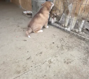 ALJAŠKI MALAMUT štenci crveni i sivi - cover