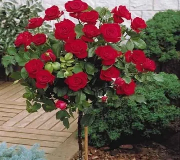 RUŽA STABLAŠICA “Bodenabend”pendula - cover