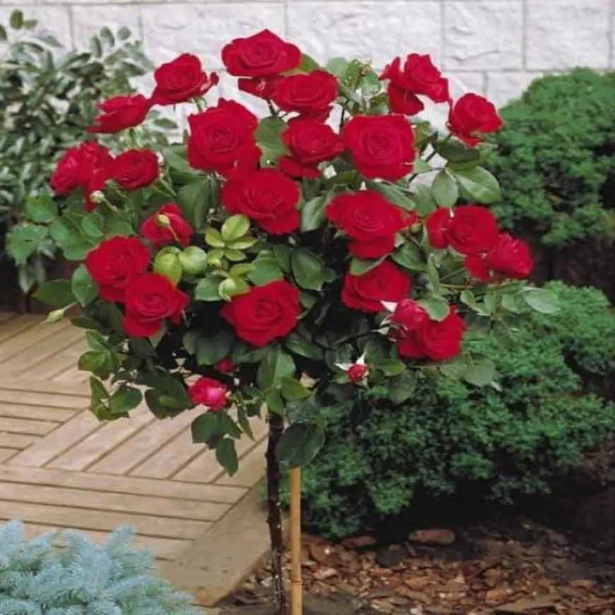 RUŽA STABLAŠICA “Bodenabend”pendula - cover