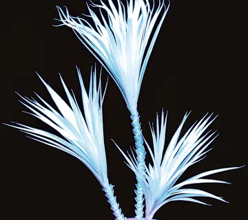 EUROPALMS Yucca palm tree, uv-white, 90cm - cover