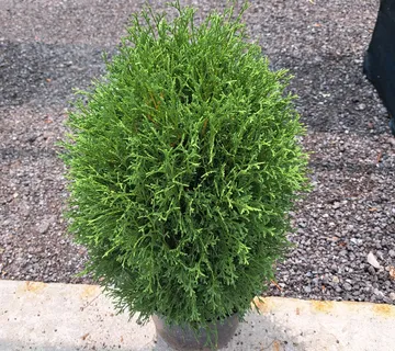 THUJA OCC “Tiny Tim” - cover