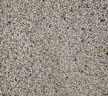 PERILLA SJEME - cover