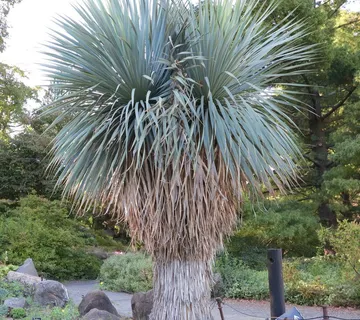 YUCCA ROSTRATA - cover