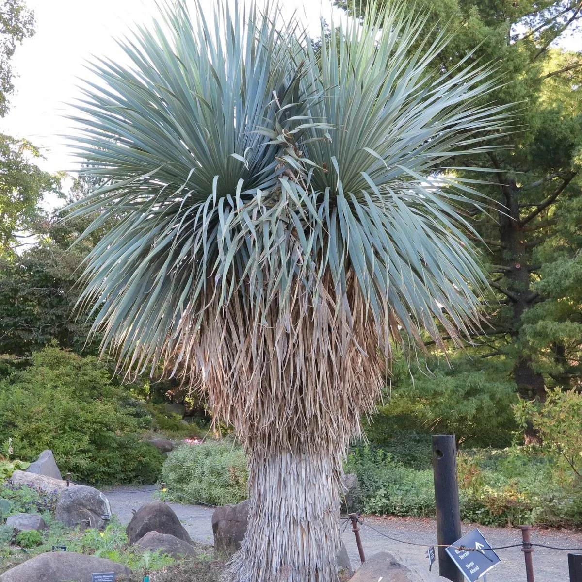 YUCCA ROSTRATA - cover
