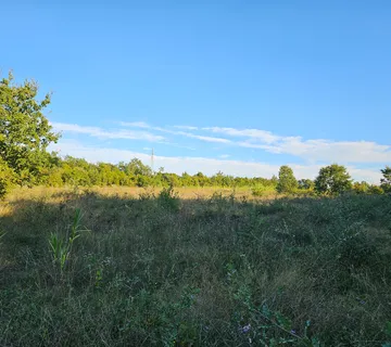 Maslinik sa  170 mladih maslina u okolici Tara kod Poreča i blizu mora - cover