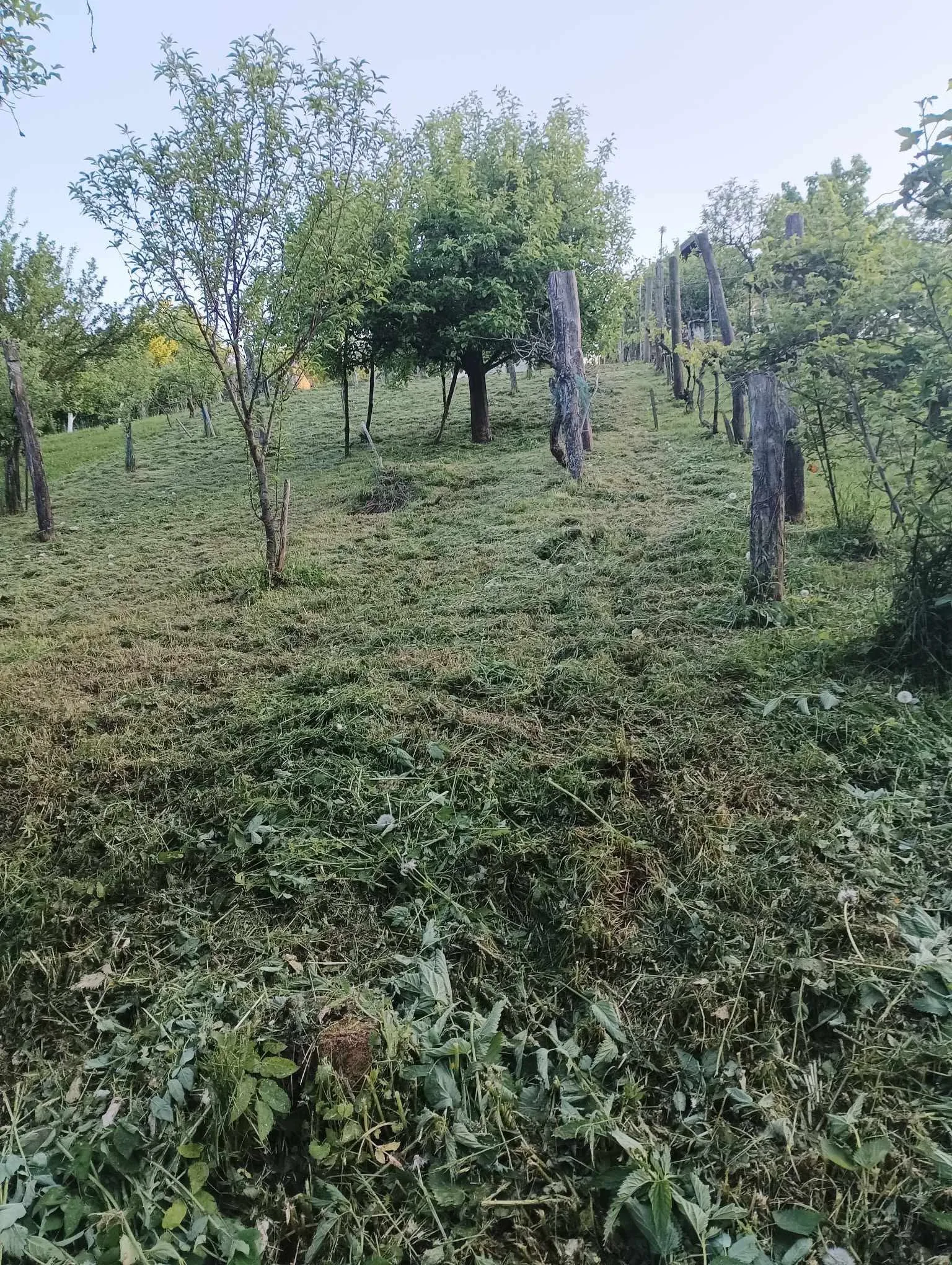 Fotografija