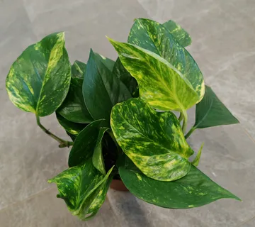 EPIPREMNUM “Hawaiian” - cover