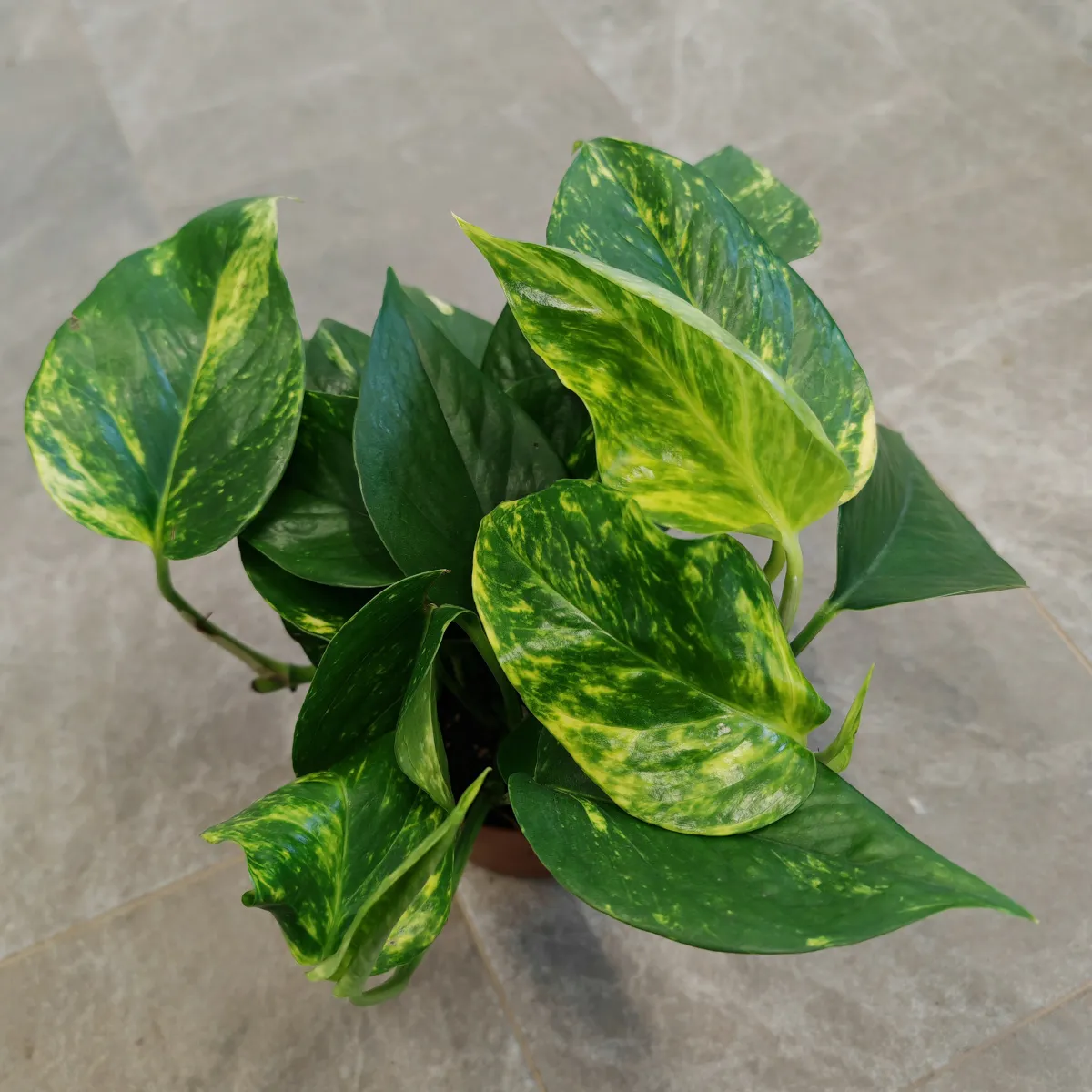 EPIPREMNUM “Hawaiian” - cover