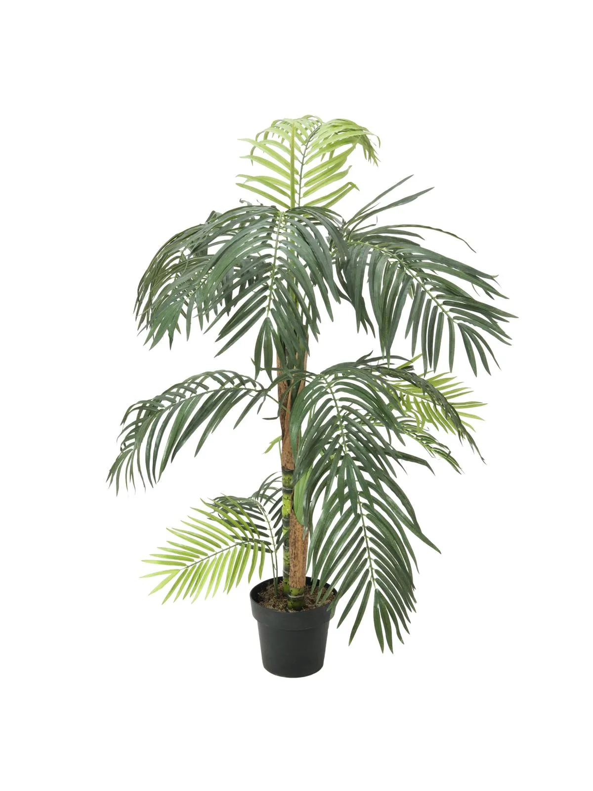 EUROPALMS Areca palm tree, 2 trunks 155cm - cover
