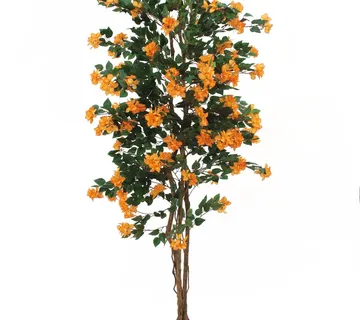EUROPALMS Bougainvillea, salmon, 210cm - cover
