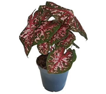 CALADIUM “Carolyn Whorton” - cover