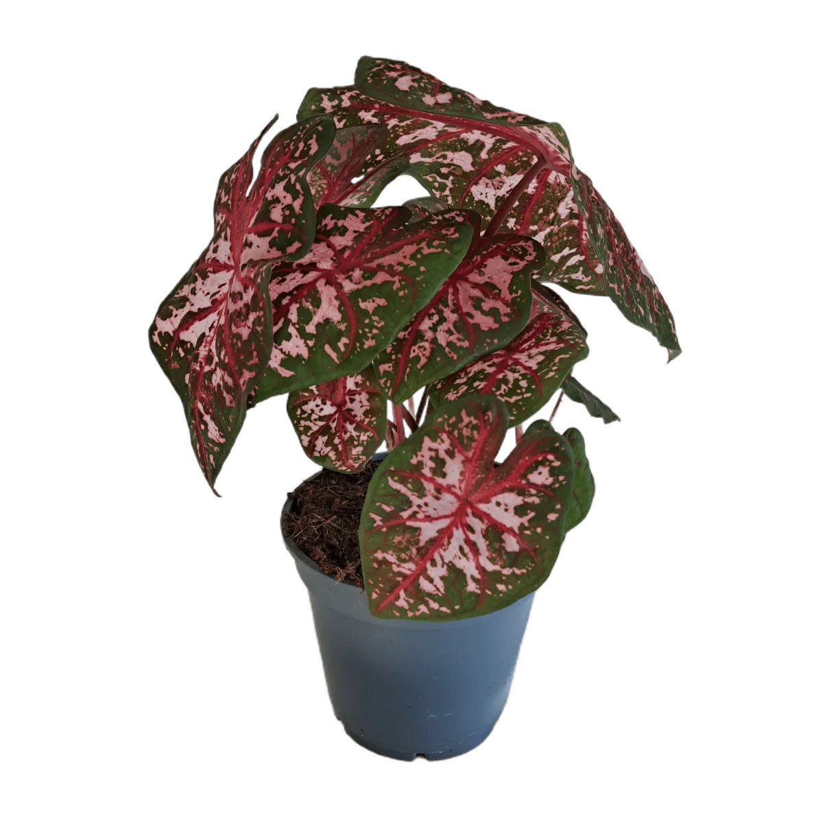 CALADIUM “Carolyn Whorton” - cover