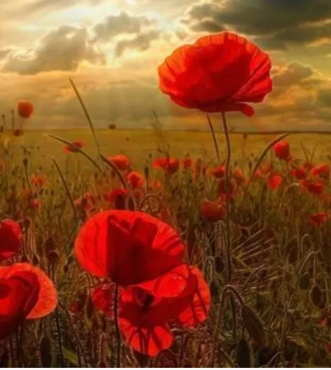 Slikanje po brojevima dimenzije 50cm x 40cm, poppies under the sun - Vukovar