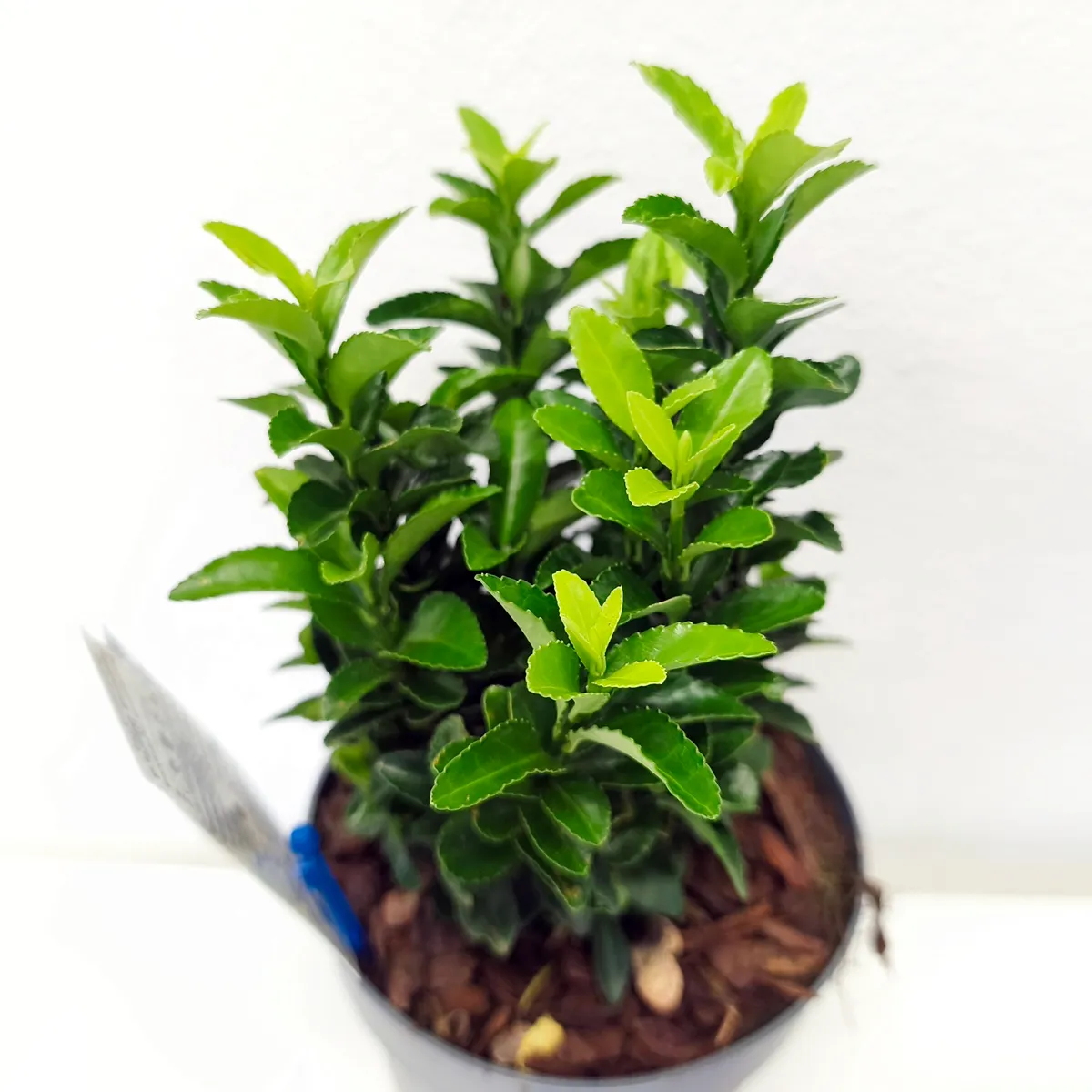 euonymus jap. “paloma blanca” - slika 2
