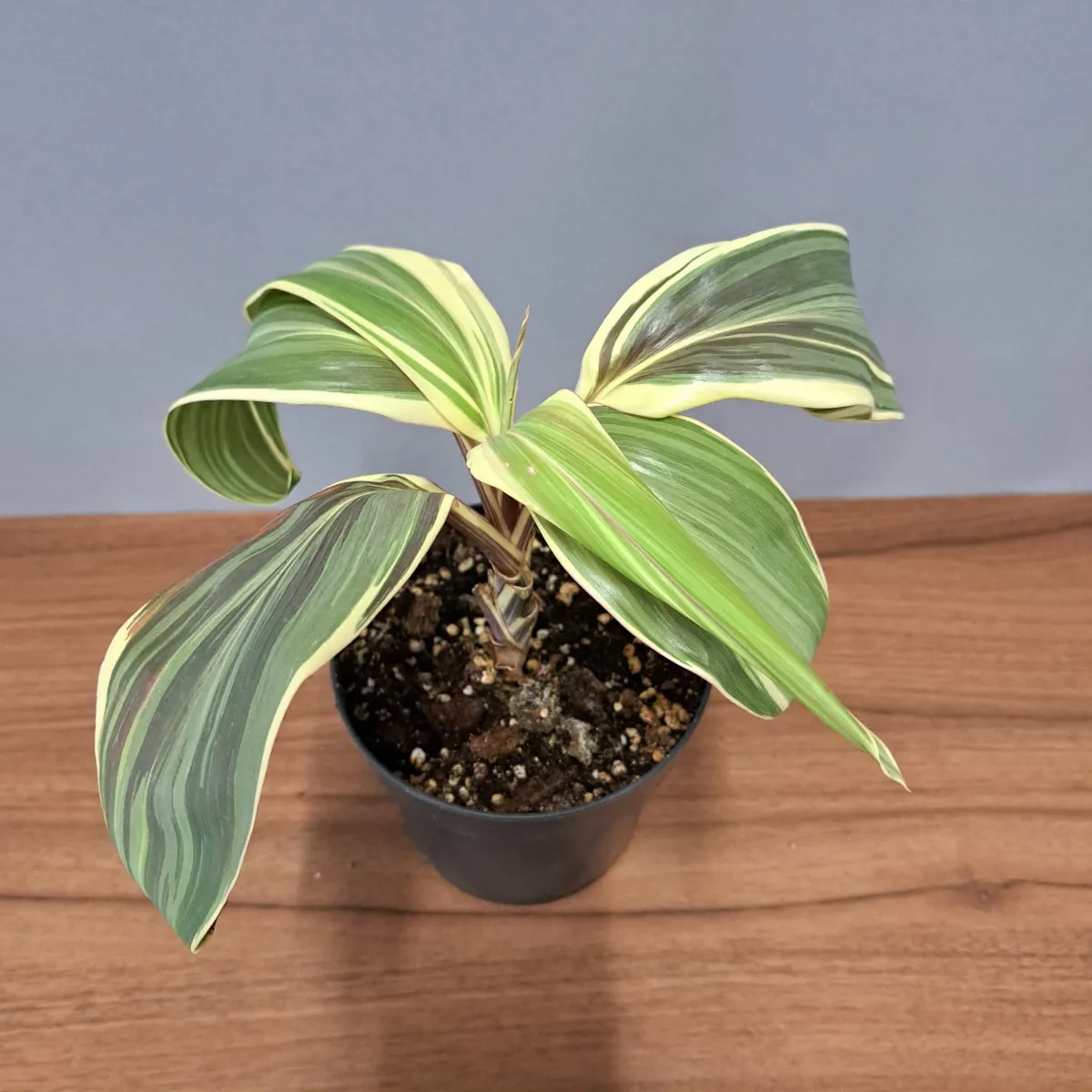 cordyline ‘chocolate queen’ - slika 3