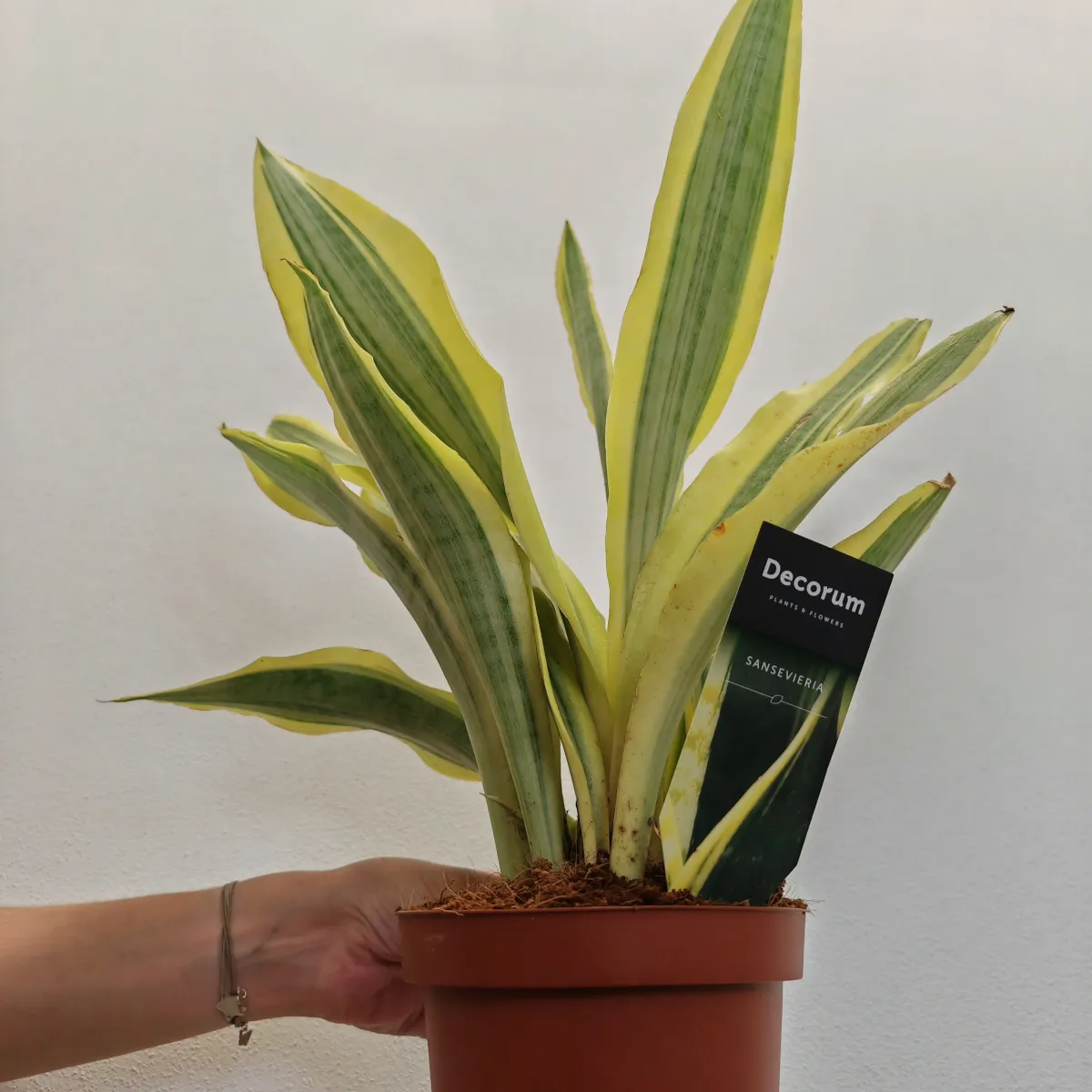 sansevieria aub “yellowstone” - slika 2