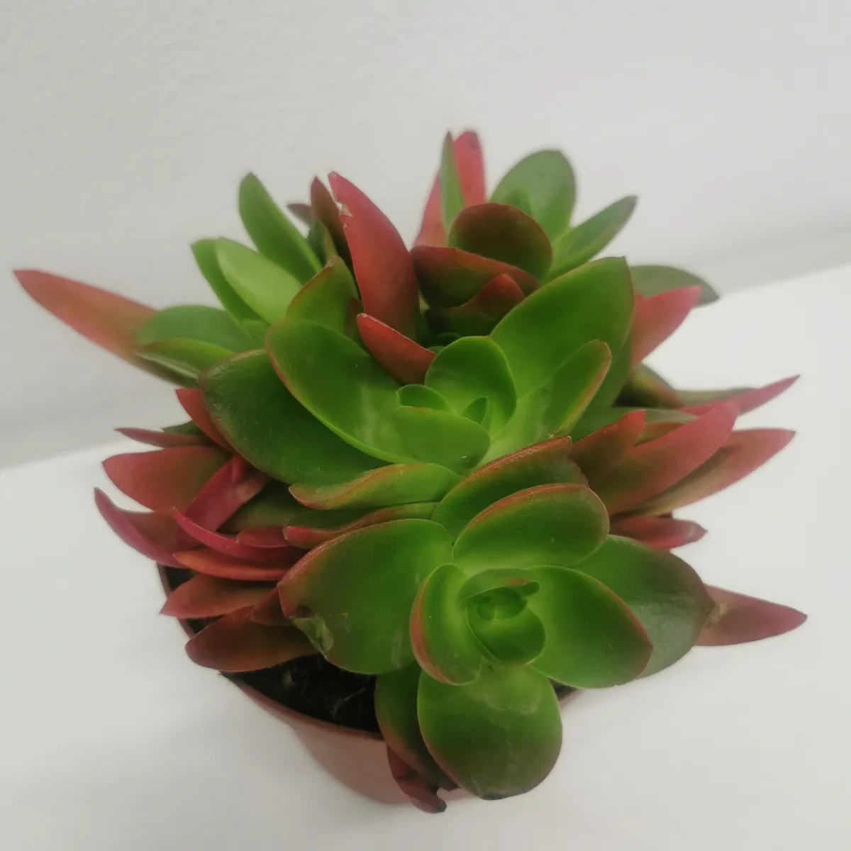 crassula “capitella red” - slika 2