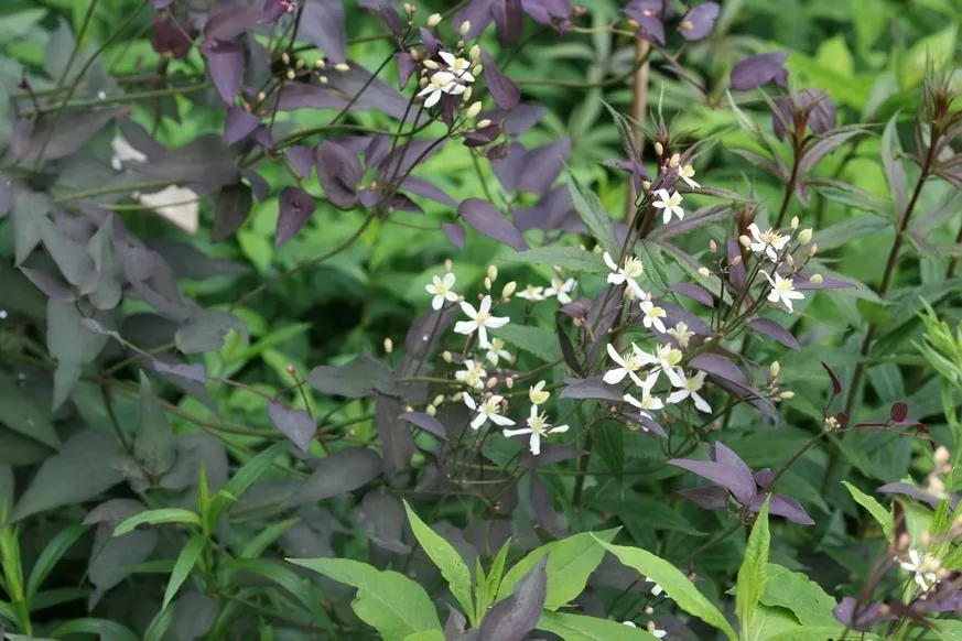 clematis recta “purpurea white” - slika 2