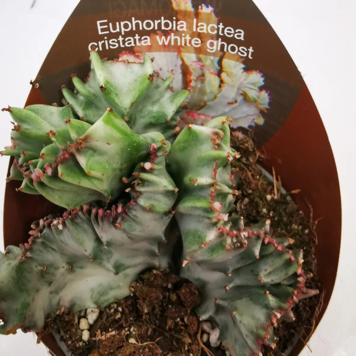 euphorbia lactea ‘white ghost’ - slika 4