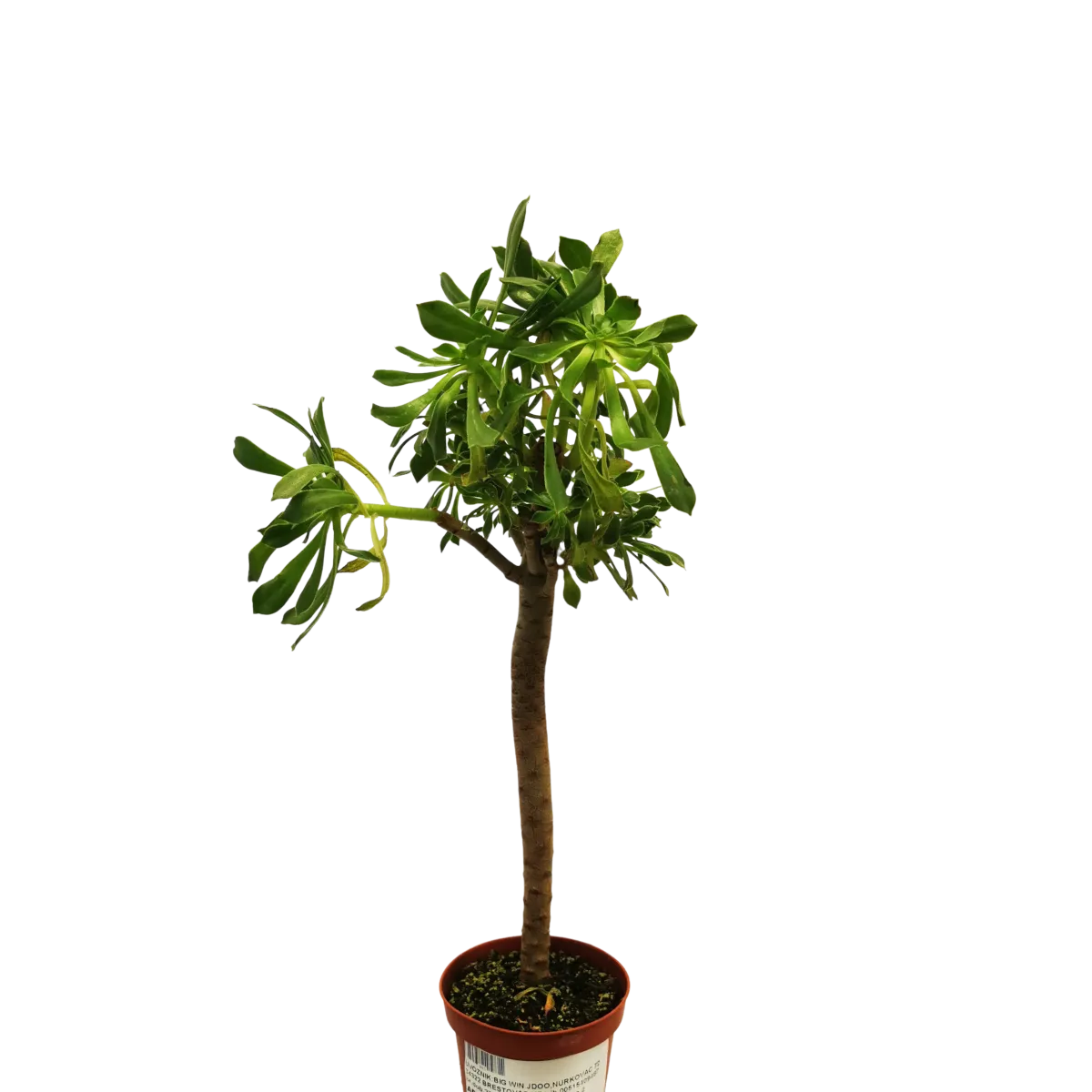 aeonium arboreum - slika 3
