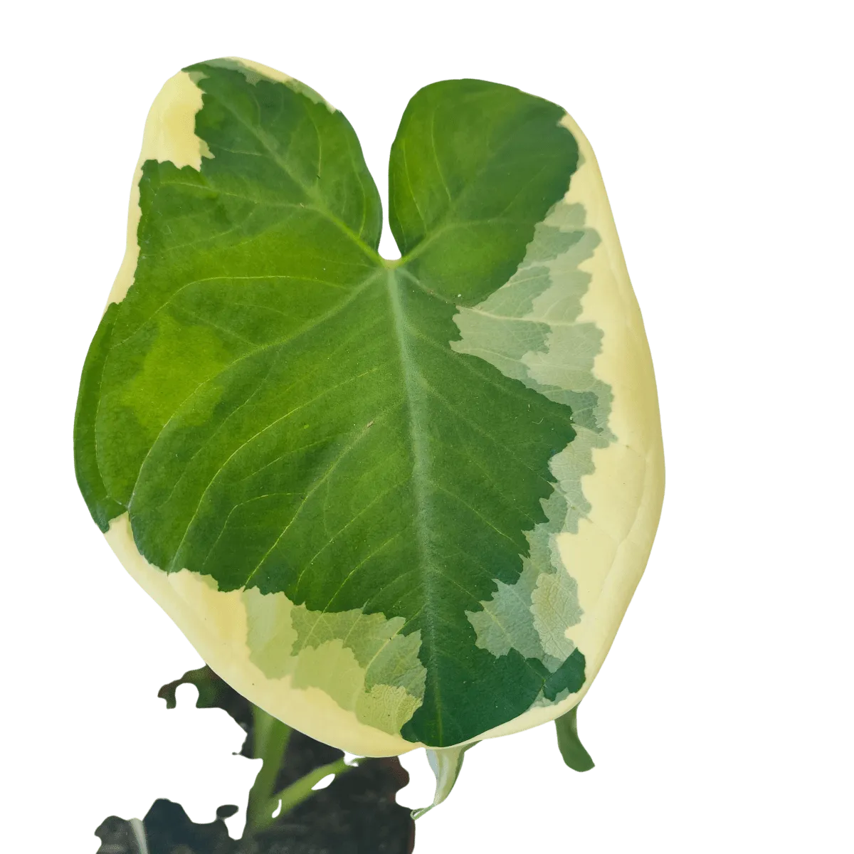 alocasia “mickey mouse” - slika 2