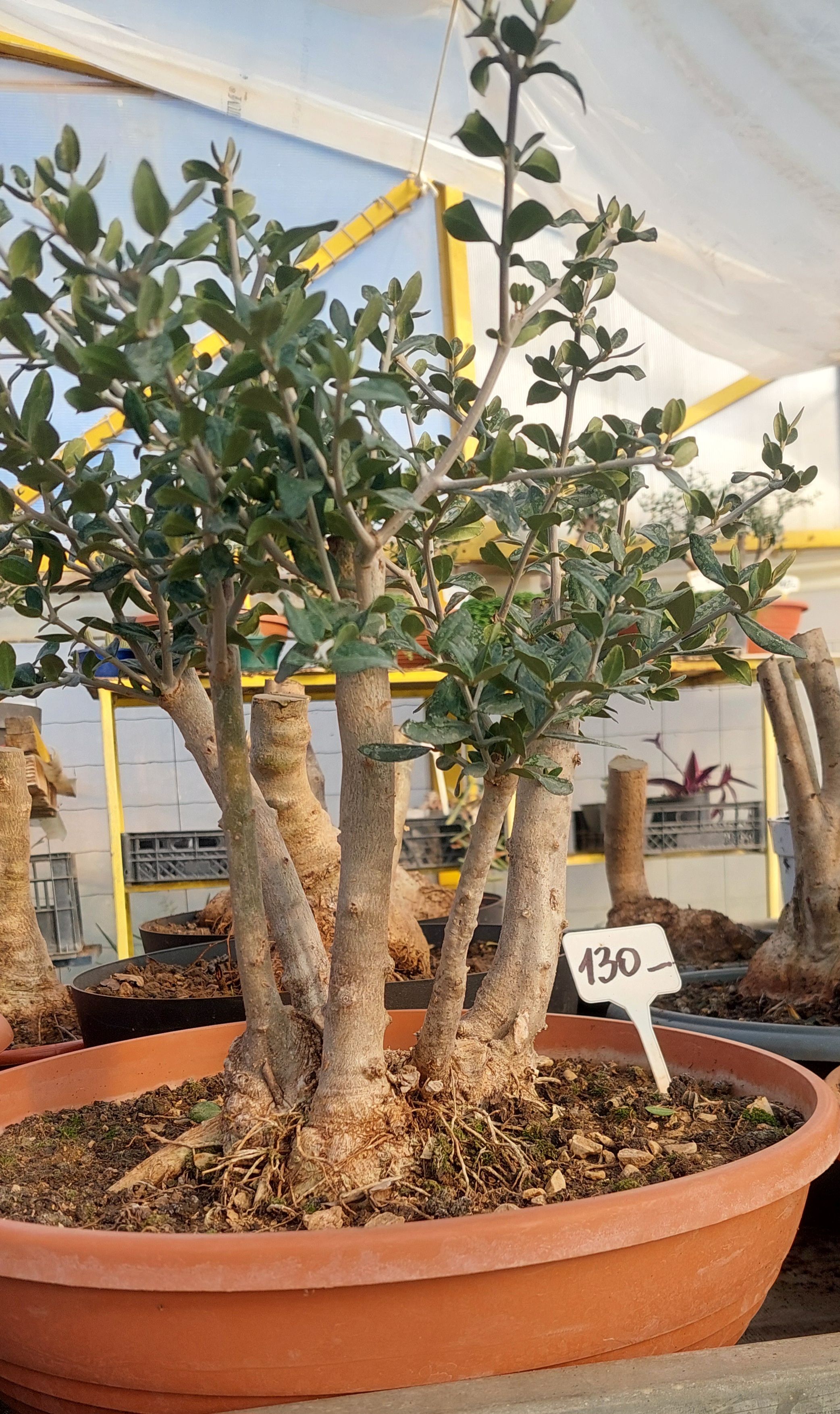 Maslina bonsai forme | 50  | Bijelo Jaje