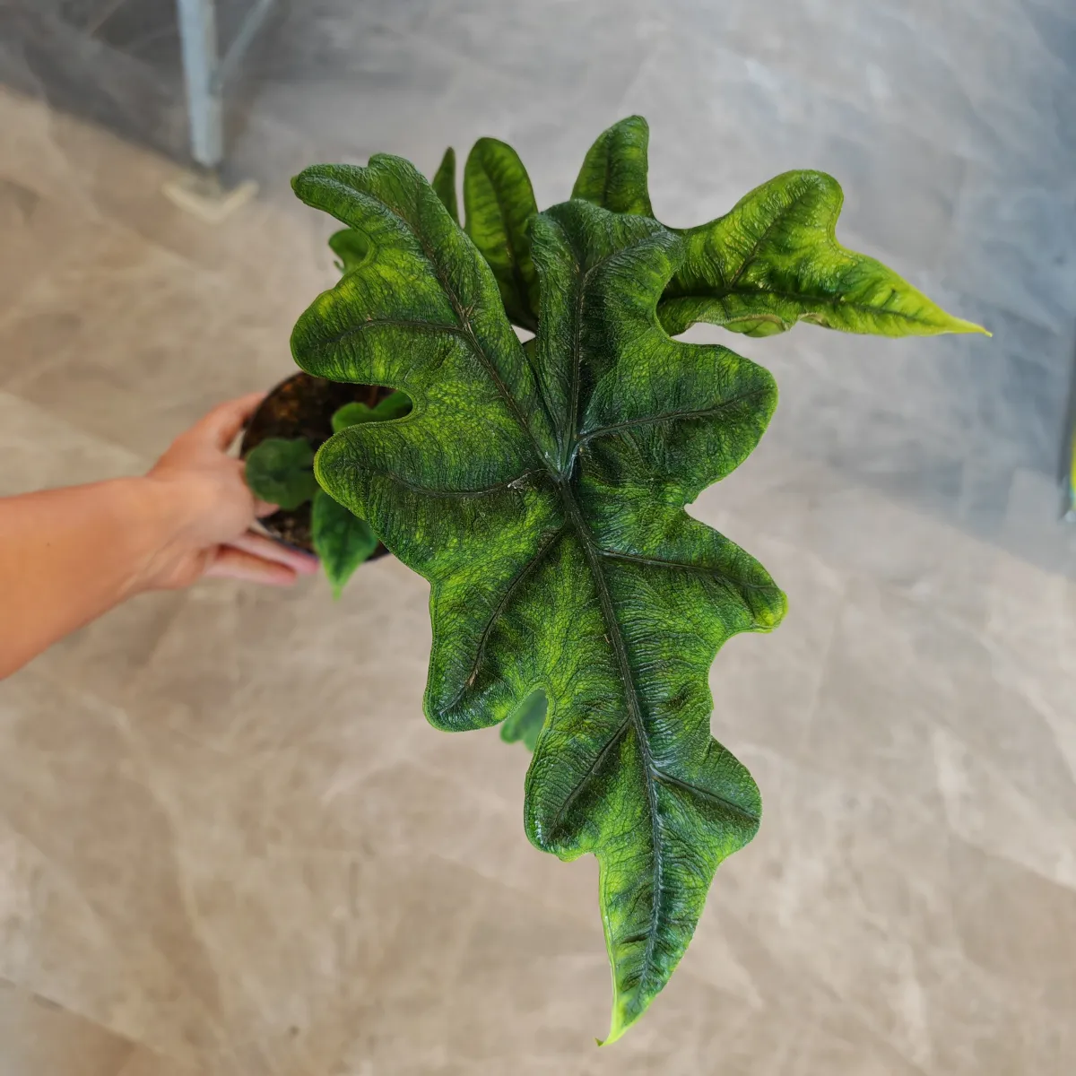 alocasia “jacklyn” - slika 4