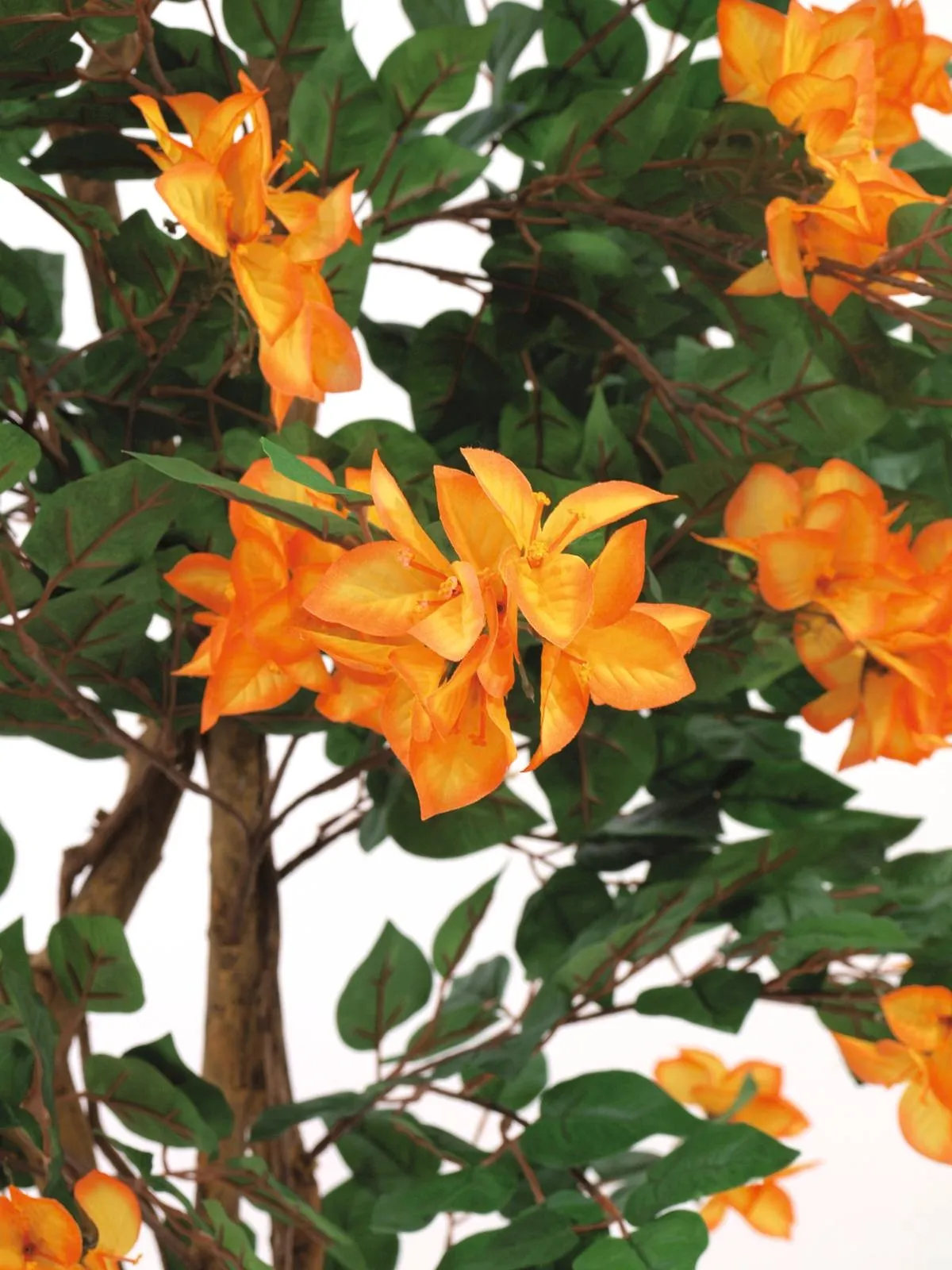europalms bougainvillea, salmon, 210cm - slika 2