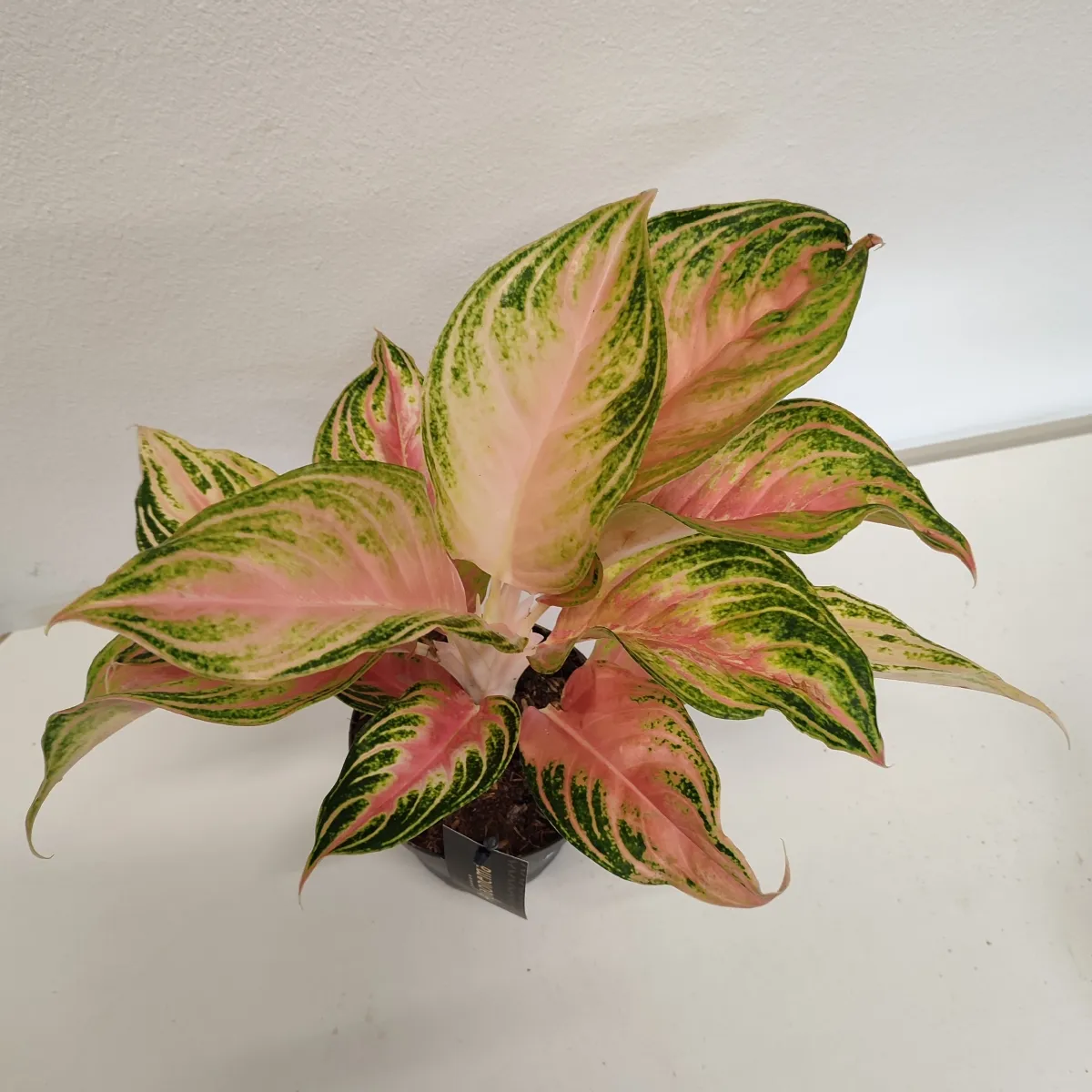 aglaonema”eyecather red” - slika 2