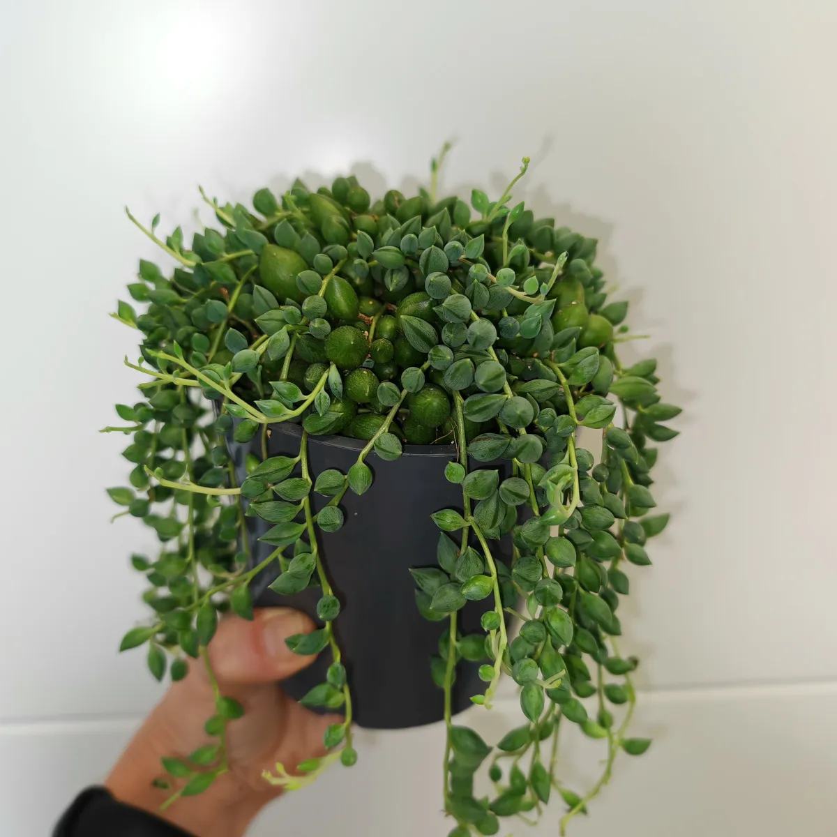 senecio herreianus - slika 2