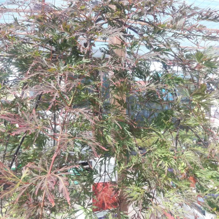 acer palmatum “orangeola” pendula - slika 3