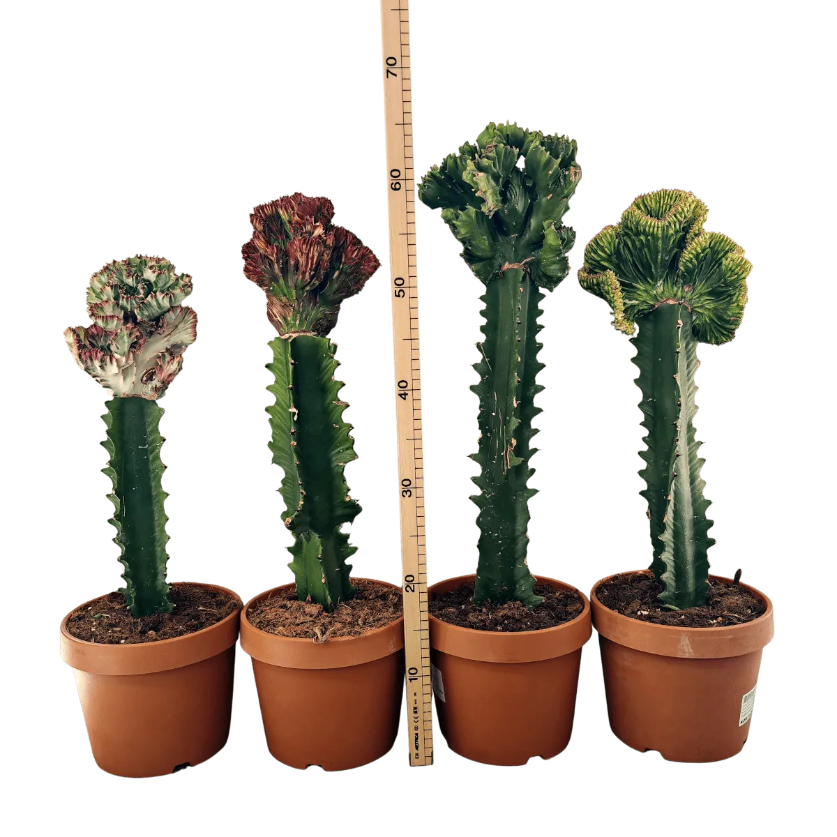 euphorbia lactea ”cristata” - slika 5