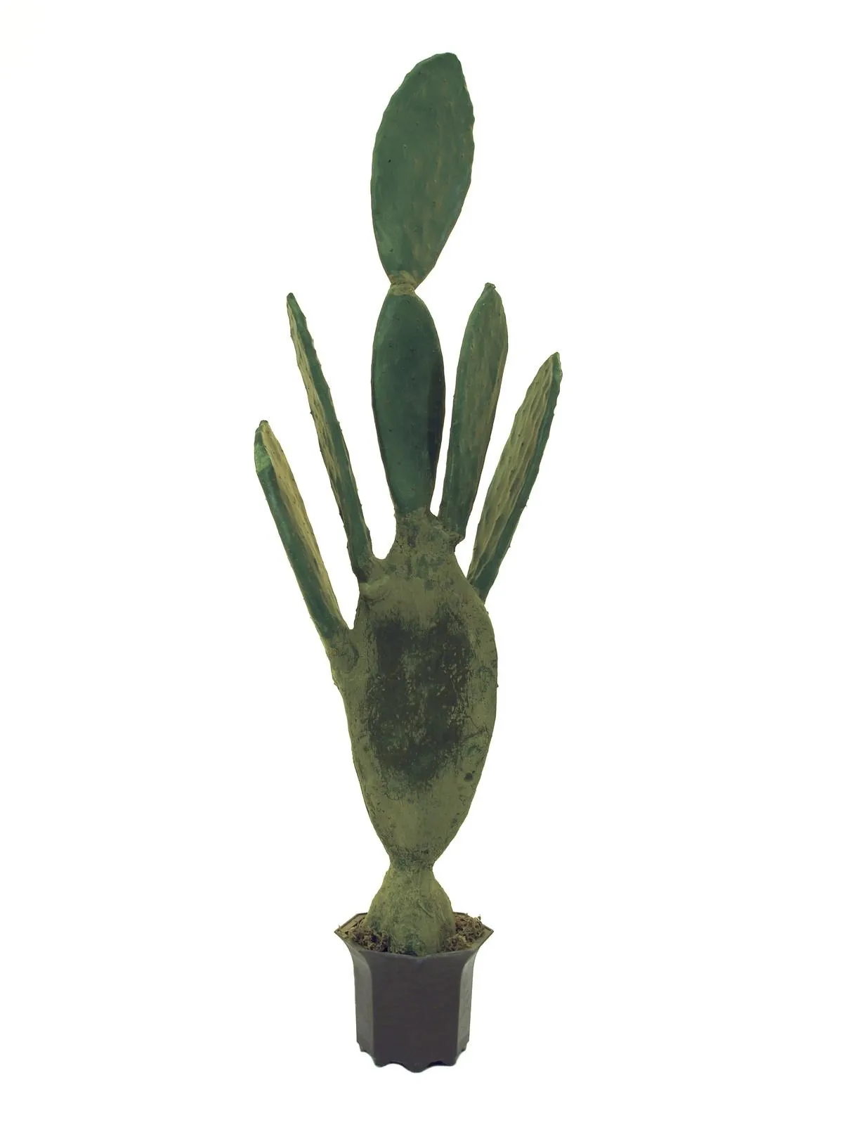 EUROPALMS Nopal cactus, 130cm - Križevci