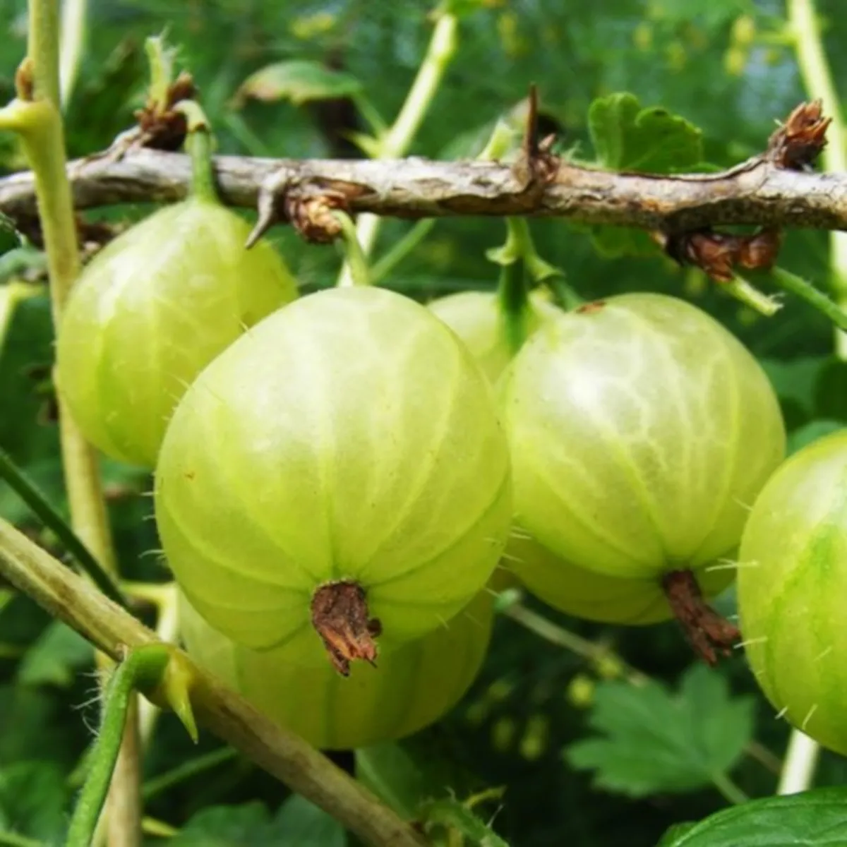 OGROZD ZELENI “Hinnonmaki Gron” - Brestovac