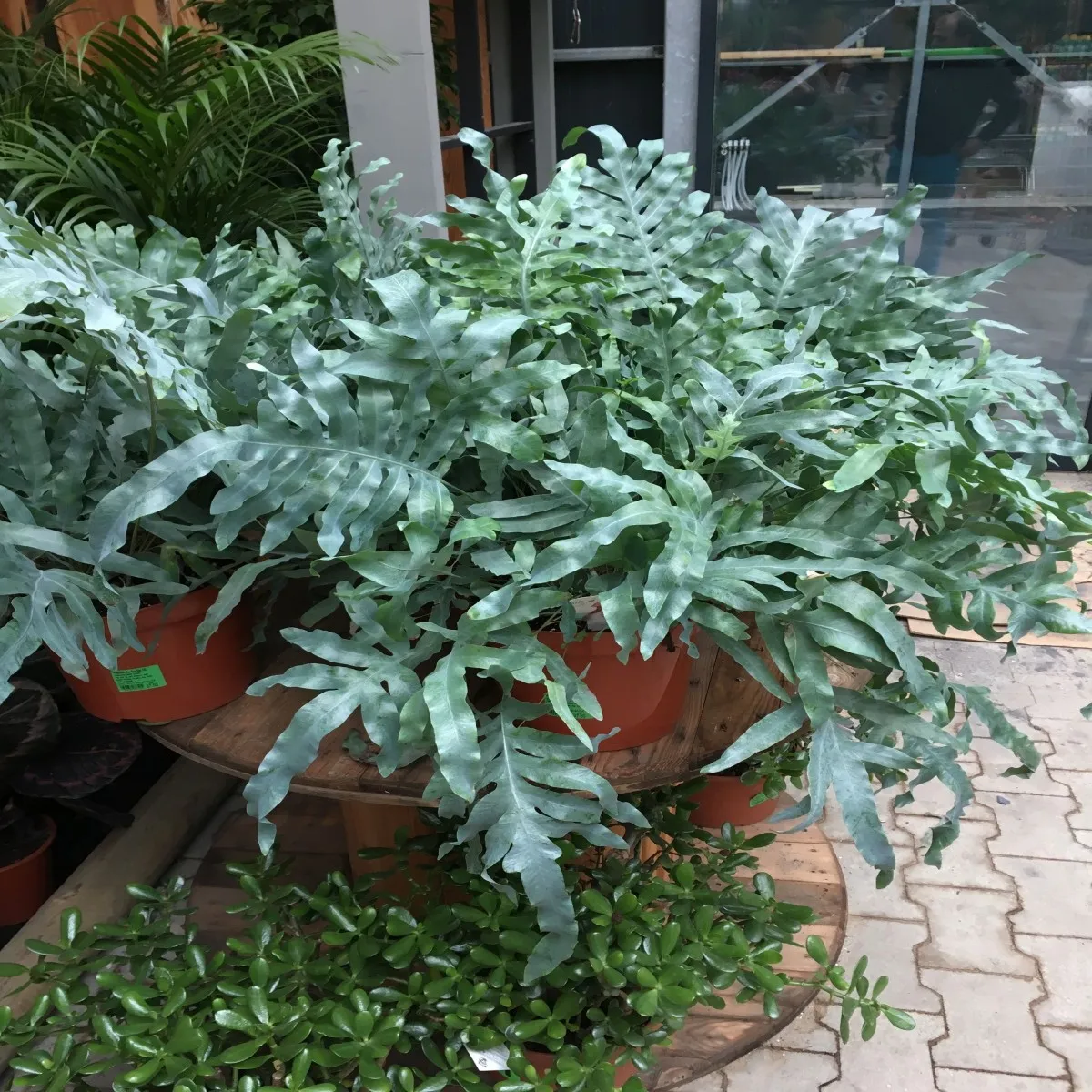 phlebodium aur “blue star” - slika 4