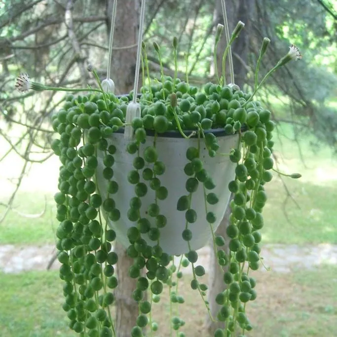 senecio rowleyanus - slika 2