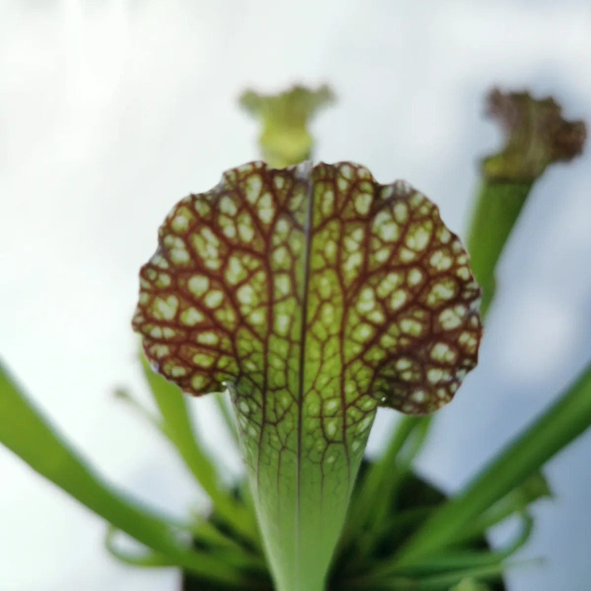 dionaea muscipulata/muholovke - slika 6