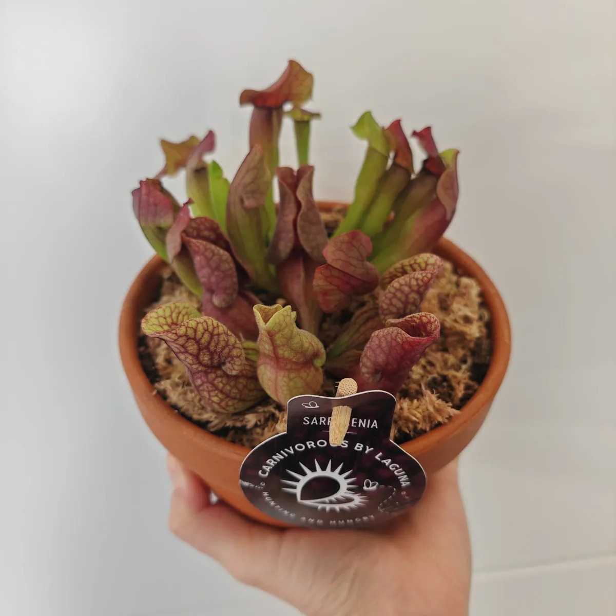 Sarracenia - Brestovac