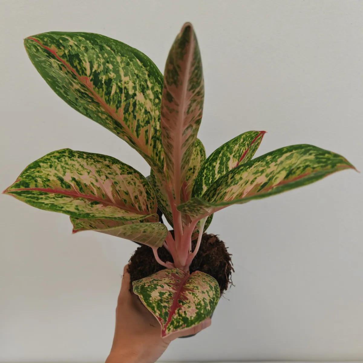 aglaonema “painted celebration” - slika 2