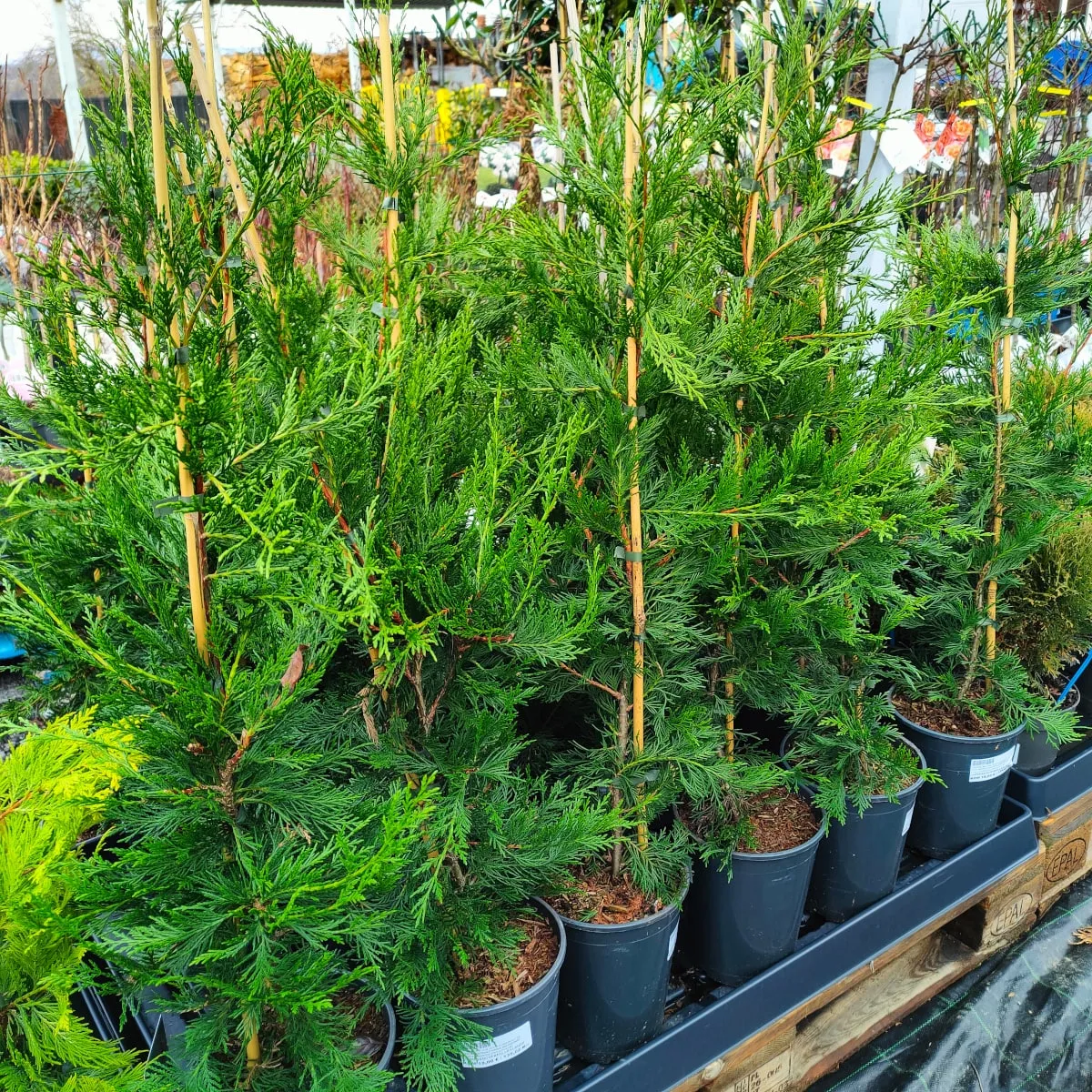 cupressocyparis leylandii - slika 3