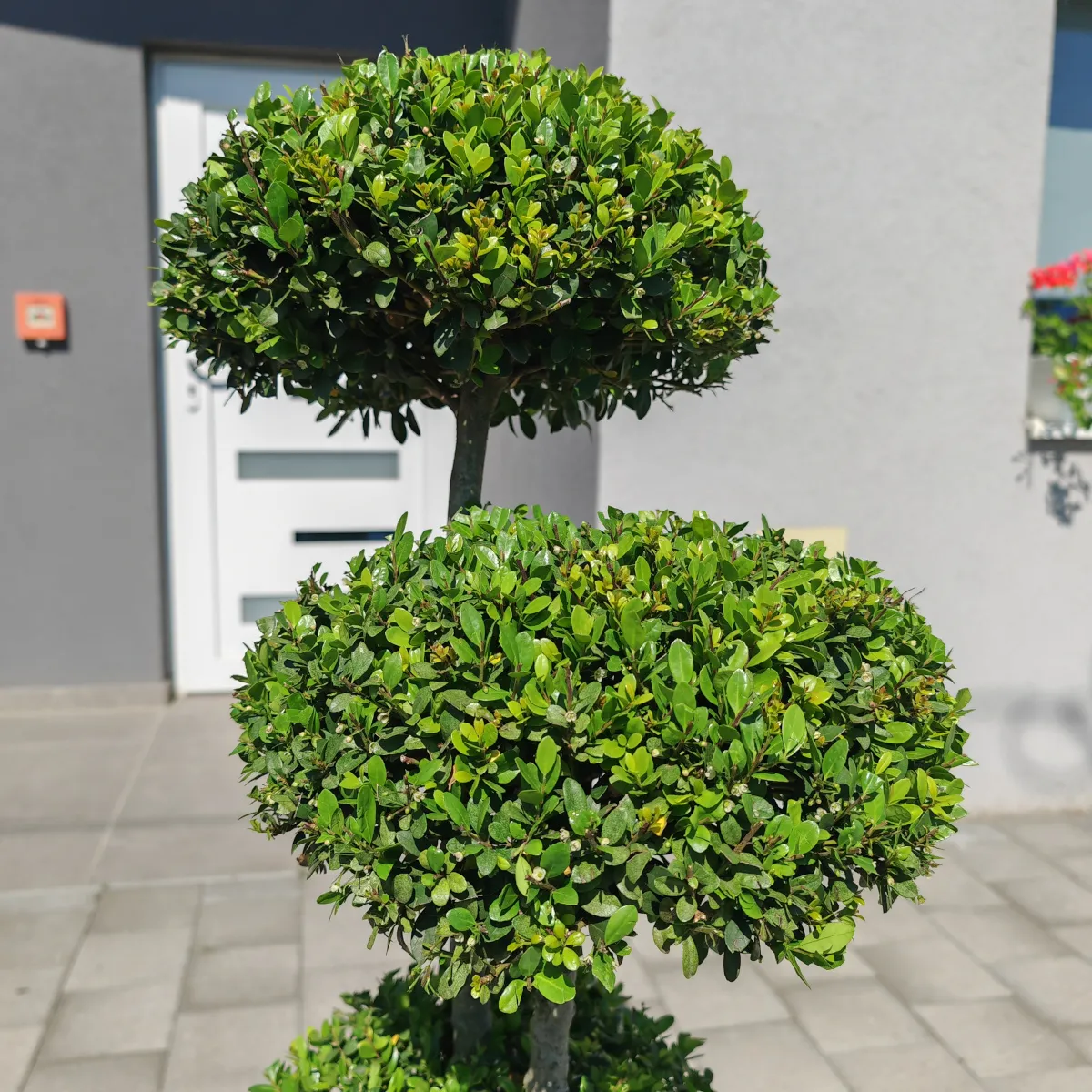 ilex crenata “dark green bonsai” - slika 3