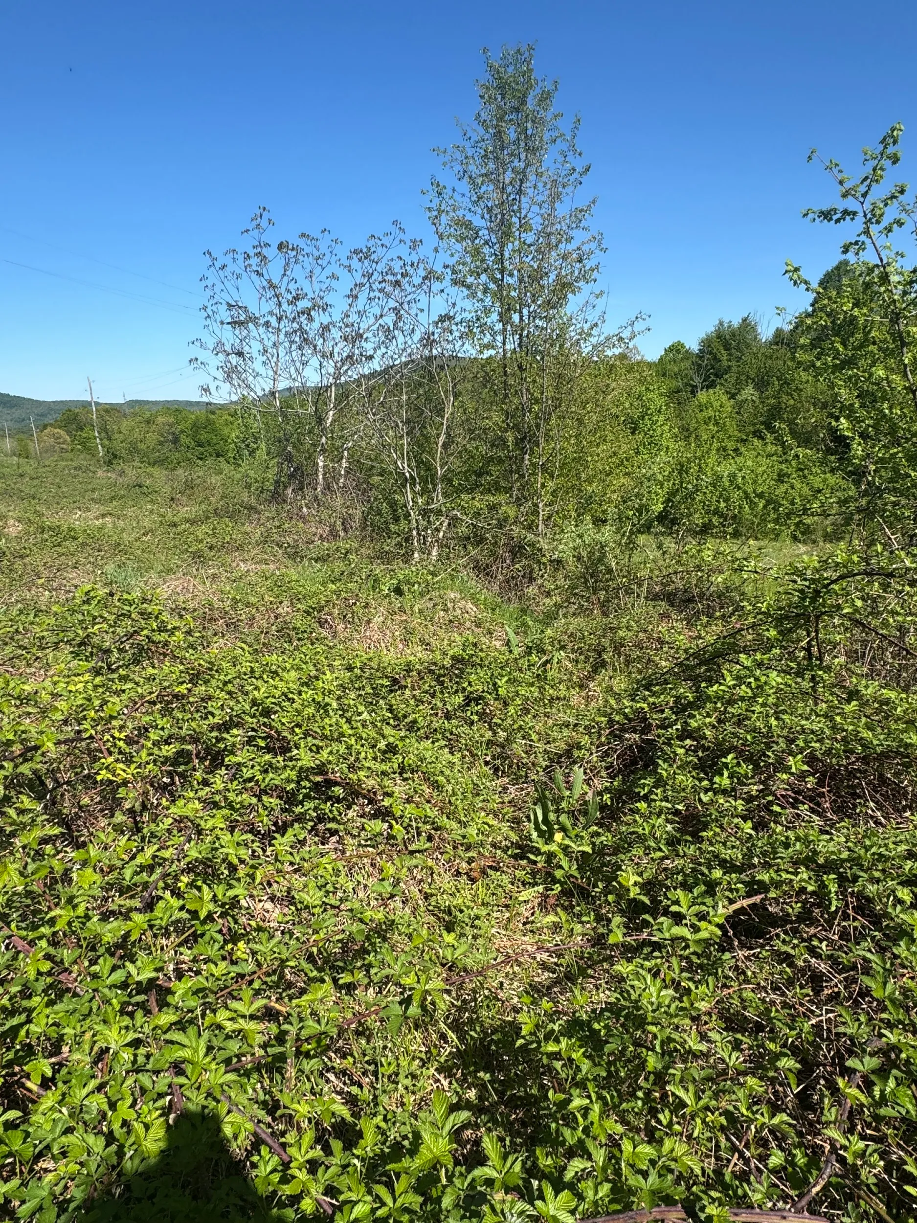 tri zemljišta,vrbovsko(ljubošina),ukupne površine 2294m2 - slika 7