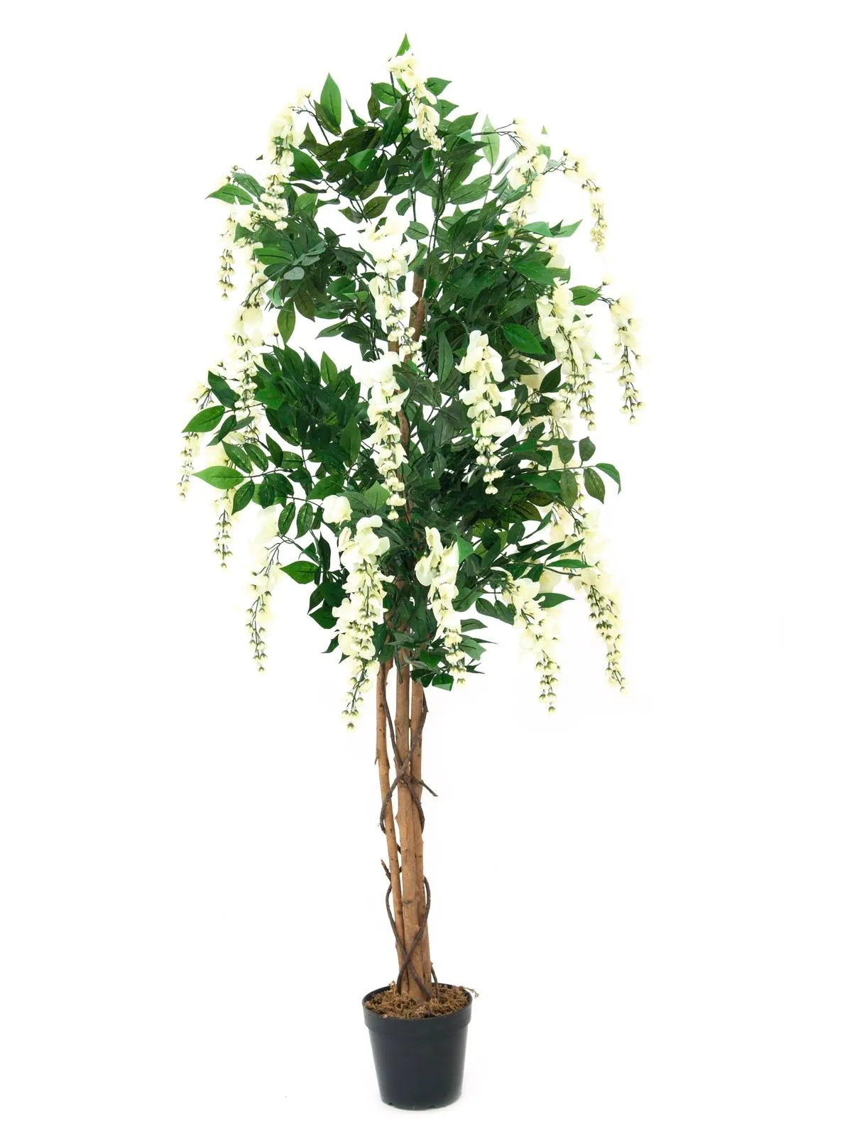 EUROPALMS Wisteria, white, 180cm - Križevci