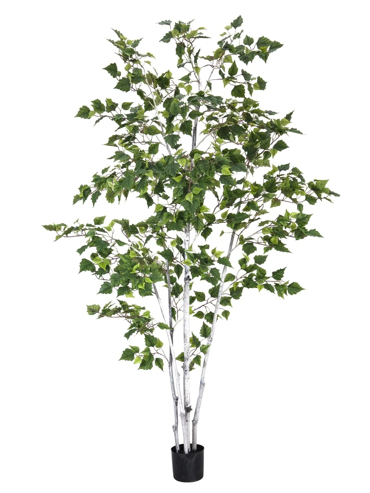 EUROPALMS Birch tree, 210cm - Split